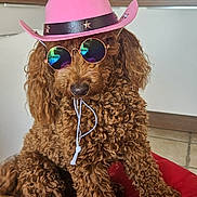 Viky a rejoint le concours — aidez-le/la à gagner de superbes lots ! dog, curly_fur, pink_hat, sunglasses, red_cushion, indoor, kitchen, pet, cute, funny, accessory, brown_dog, domestic_animal, floor_tile, window, reflection, string, seated, portrait, household