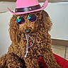 dog, curly_fur, pink_hat, sunglasses, red_cushion, indoor, kitchen, pet, cute, funny, accessory, brown_dog, domestic_animal, floor_tile, window, reflection, string, seated, portrait, household