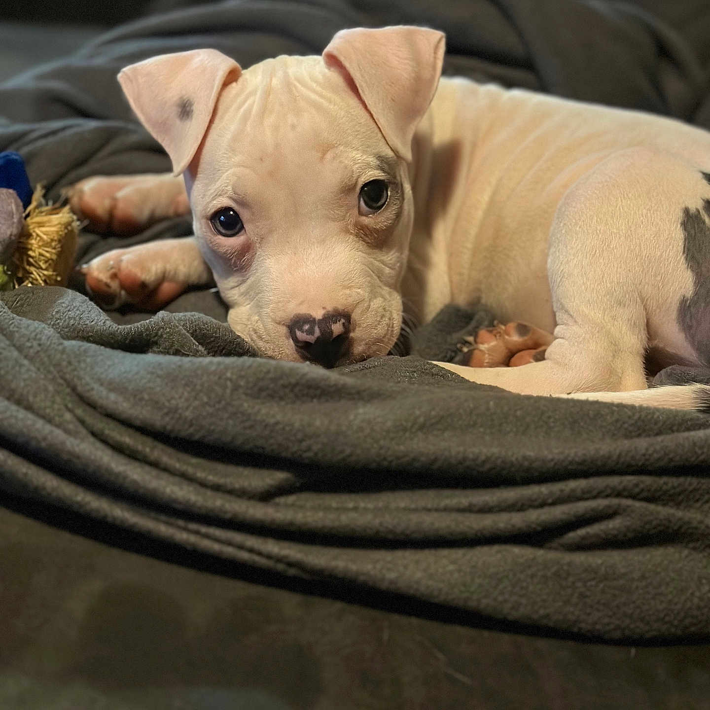 Knox is registered to the contest to win money with this photo: animal, bed, blanket, boxer, bulldog, canine, chihuahua, couch, dog, face, furniture, head, hound, person, pet, pitbull, puppy, snout, terrier, whitedog