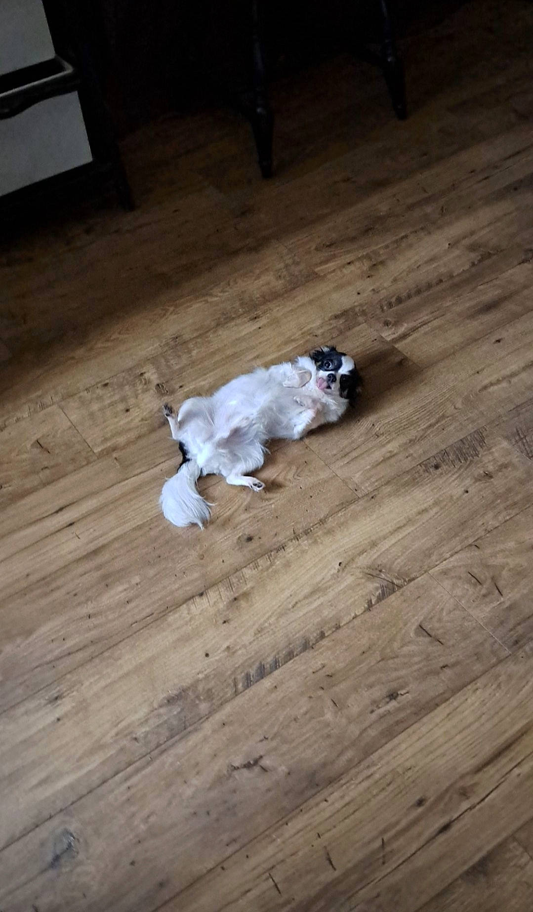 Stinky is registered to the contest to win money with this photo: asphalt, carnivore, companion_dog, dog_breed, fawn, felidae, floor, flooring, hardwood, laminate_flooring, plank, plywood, road_surface, small_to_medium_sized_cats, tail, toy, varnish, wood, wood_flooring, wood_stain