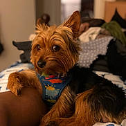 Cash joined the competition — help win amazing prizes! dog, small_dog, pet, fur, brown_fur, black_fur, harness, colorful, paint_splatter, bed, blanket, person_leg, indoor, blurred_background, curious, animal, companion, cute, lying_down, resting