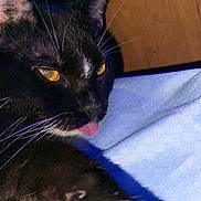 Boo joined the competition — help win amazing prizes! animal, background, black_cat, cat, close_up, cute, domestic, fabric, face, feline, fur, indoor, muzzle, pet, portrait, resting, soft_texture, tongue_out, whiskers, yellow_eyes