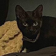 Princesse participe au concours pour gagner de l'argent avec cette photo : abyssinian, animal, blackcat, cat, egyptiancat, kitten, pet