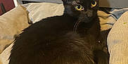 Princesse participe au concours pour gagner de l'argent avec cette photo : abyssinian, animal, blackcat, cat, egyptiancat, kitten, manx, pet