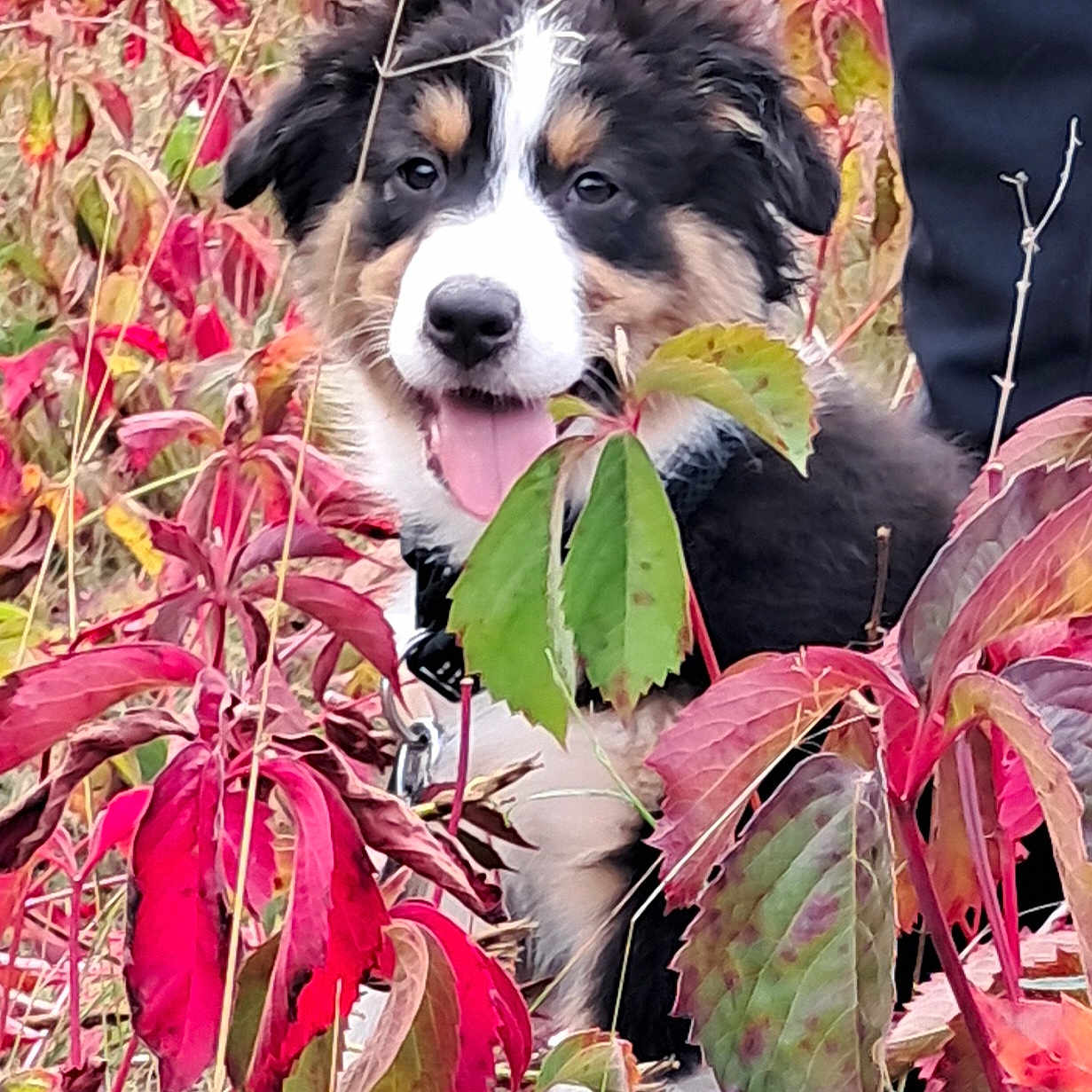 Shadow participe au concours pour gagner de l'argent avec cette photo : animal, autumn, collar, cute, dog, fluffy, grass, green_leaves, leash, leaves, nature, outdoor, pet, plants, playful, puppy, red_leaves, smiling, tongue_out, young_dog