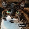 cat, black_and_white_cat, fluffy, green_eyes, close_up, portrait, whiskers, fur, feline, pet, animal, staring, cute, beautiful, indoor, text_overlay, black_and_white, face, eyes, photography