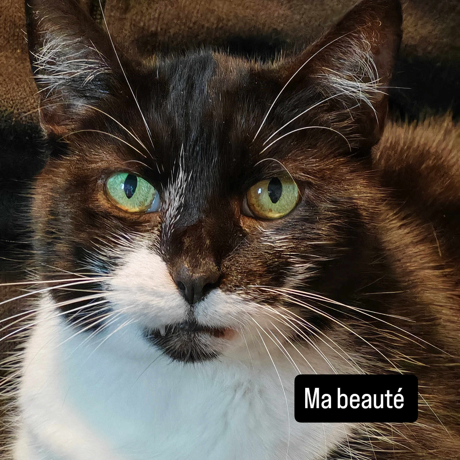 Babie a rejoint le concours — aidez-le/la à gagner de superbes lots ! cat, black_and_white_cat, fluffy, green_eyes, close_up, portrait, whiskers, fur, feline, pet, animal, staring, cute, beautiful, indoor, text_overlay, black_and_white, face, eyes, photography