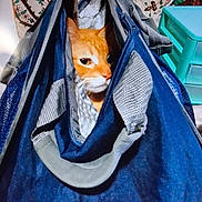 Friday joined the competition — help win amazing prizes! cat, orange_cat, bag, blue_bag, indoor, pet, curious, face, animal, fabric, patterned_background, drawer_unit, home, closeup, zipper, feline, soft_lighting, cozy, cute, resting