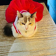 Princess is registered to the contest to win money with this photo: cat, animal, pet, indoor, red_skirt, tutu, fur, white_fur, gray_fur, beige_rug, carpet, furniture, couch, floor, sitting, looking, costume, cute, domestic_cat, relaxed