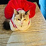 cat, animal, pet, indoor, red_skirt, tutu, fur, white_fur, gray_fur, beige_rug, carpet, furniture, couch, floor, sitting, looking, costume, cute, domestic_cat, relaxed