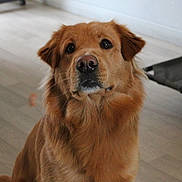 Lucky a rejoint le concours — aidez-le/la à gagner de superbes lots ! animal, attentive, brown_fur, canine, companion, cute, dog, domestic_animal, ears, floor, fur, golden_retriever, house, indoor, looking, nose, pet, portrait, sitting, wooden_floor