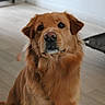 animal, attentive, brown_fur, canine, companion, cute, dog, domestic_animal, ears, floor, fur, golden_retriever, house, indoor, looking, nose, pet, portrait, sitting, wooden_floor