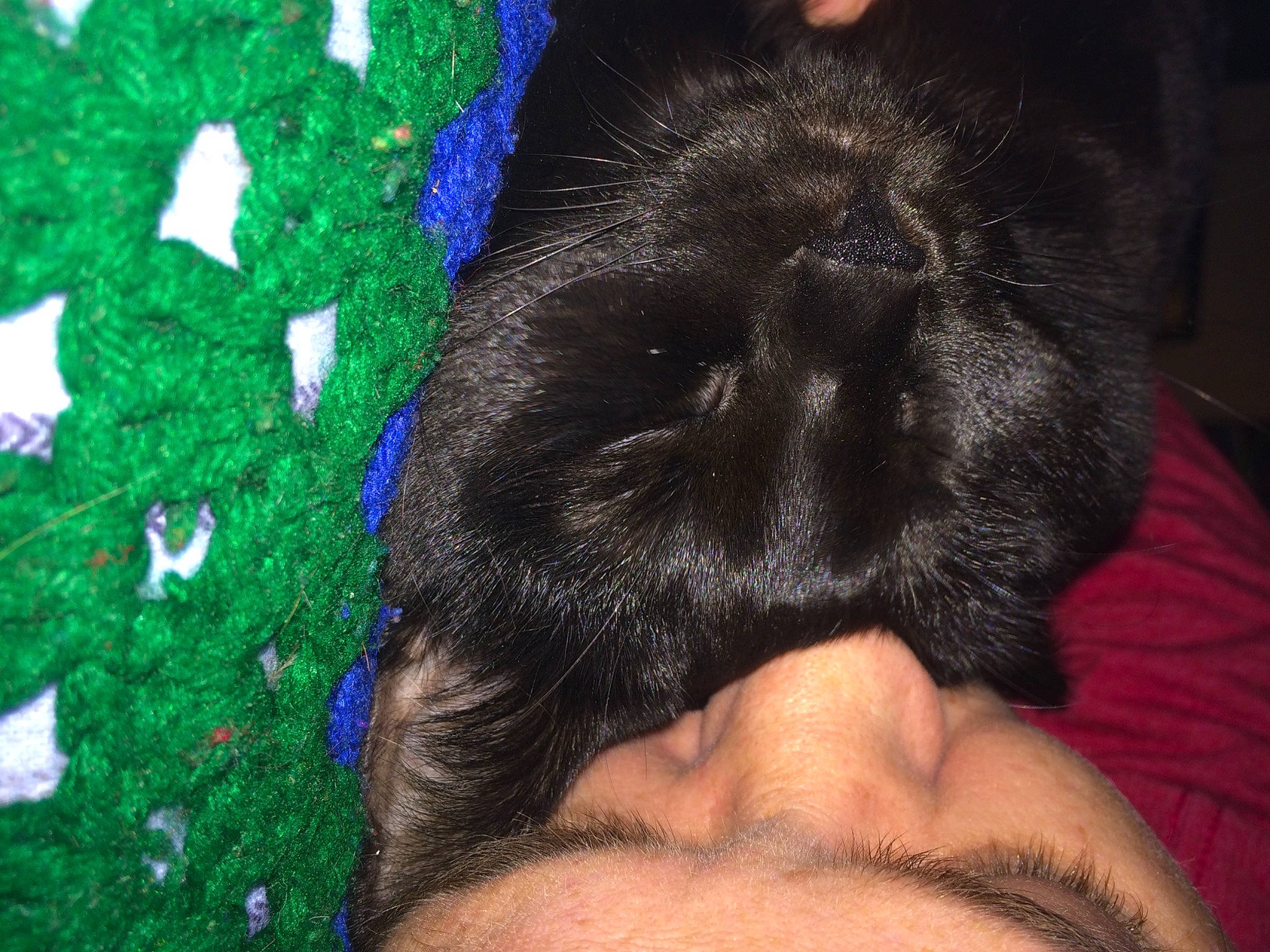 Dodger is registered to the contest to win money with this photo: carnivore, cat, close_up, comfort, dog_breed, eye, fawn, felidae, finger, gesture, grass, hand, head, human_body, leg, nose, small_to_medium_sized_cats, snout, vertebrate, whiskers