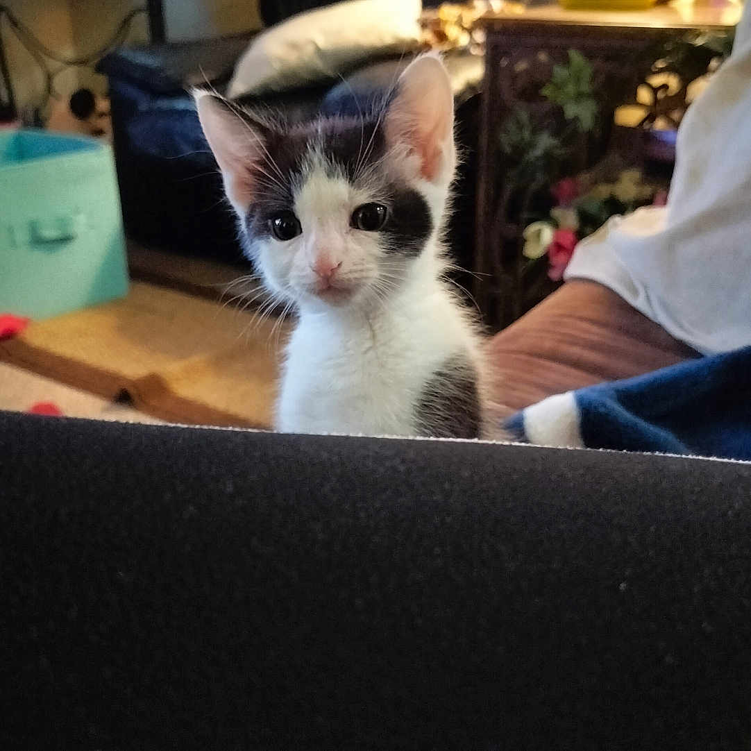 Oreo joined the competition — help win amazing prizes! animal, architecture, building, cat, computer, computerhardware, couch, electronics, furniture, hardware, indoors, kitten, laptop, livingroom, monitor, pc, person, pet, room, screen