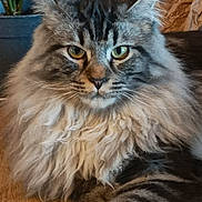 Willow a rejoint le concours — aidez-le/la à gagner de superbes lots ! animal, cat, close_up, ears, eyes, face, feline, fluffy, fur, home, indoor, maine_coon, mammal, pet, plant_pot, relaxed, striped, tabby, whiskers, wood_floor