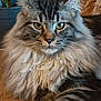 animal, cat, close_up, ears, eyes, face, feline, fluffy, fur, home, indoor, maine_coon, mammal, pet, plant_pot, relaxed, striped, tabby, whiskers, wood_floor