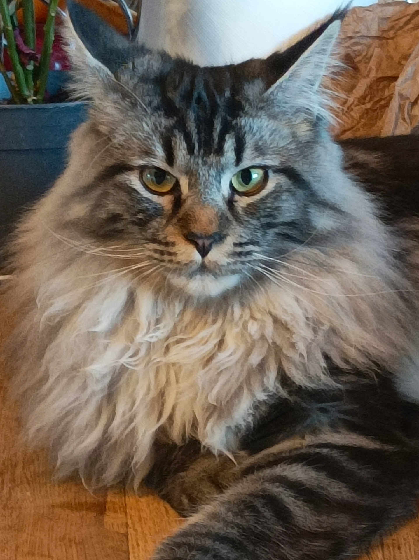 Willow a rejoint le concours — aidez-le/la à gagner de superbes lots ! animal, cat, close_up, ears, eyes, face, feline, fluffy, fur, home, indoor, maine_coon, mammal, pet, plant_pot, relaxed, striped, tabby, whiskers, wood_floor