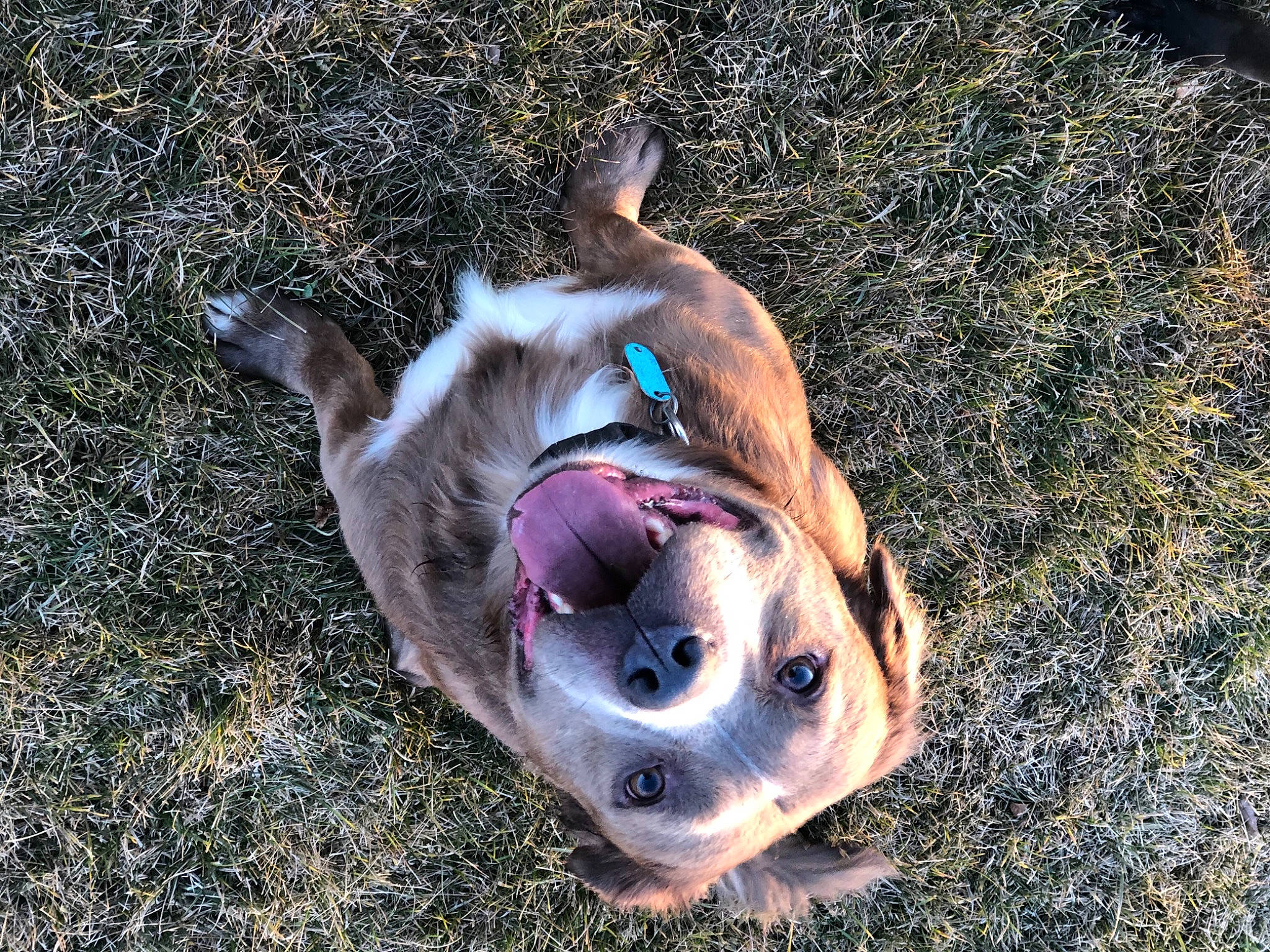 Duke joined the competition — help win amazing prizes! canidae, carnivore, collar, companion_dog, dog, dog_breed, dog_supply, fawn, fur, grass, jaw, leash, liver, plant, recreation, snout, soil, sporting_group, whiskers, working_animal