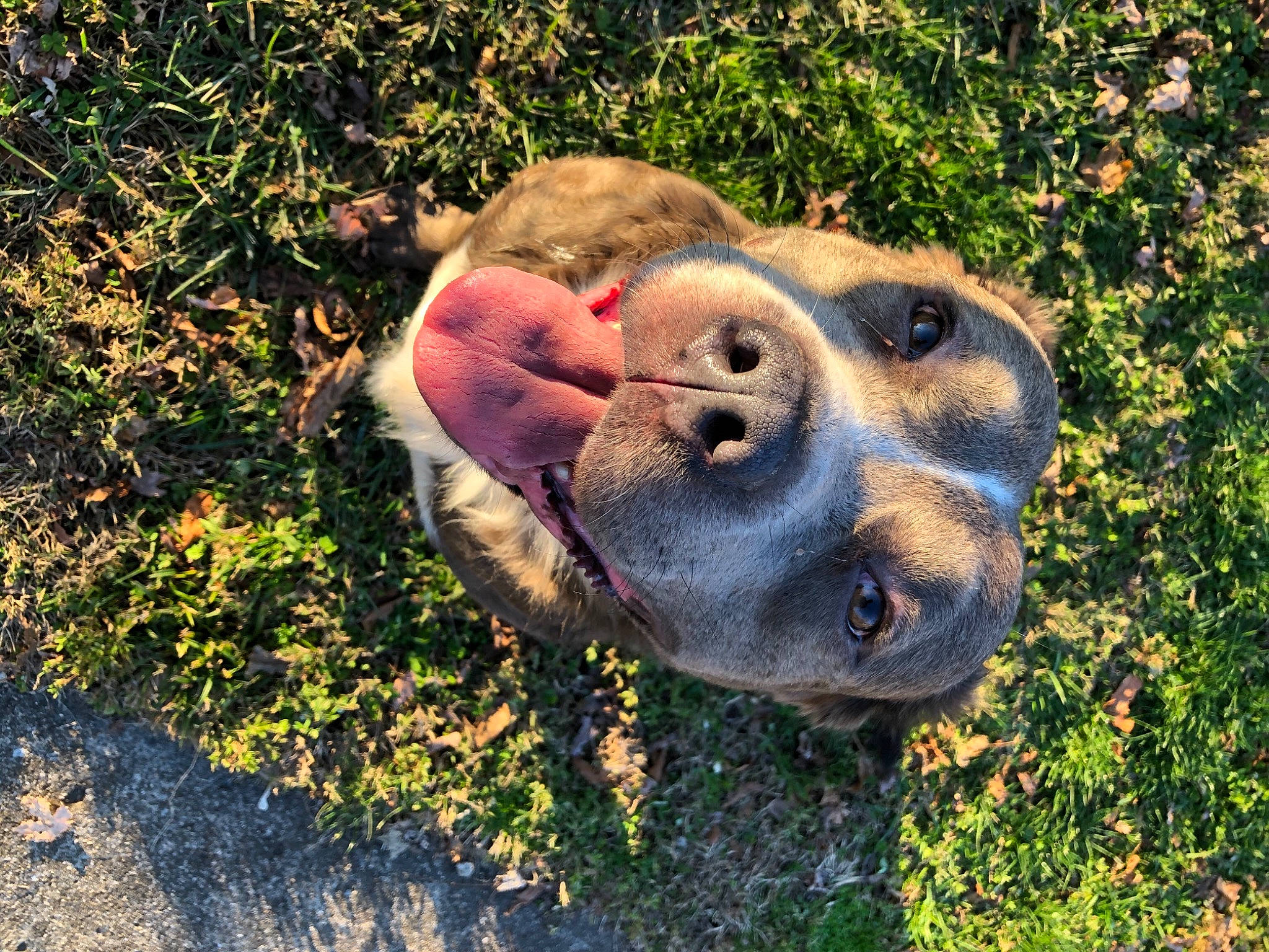 Blitz is registered to the contest to win money with this photo: canidae, carnivore, companion_dog, dog, dog_breed, fawn, grass, landscape, paw, plant, shadow, snout, soil, sporting_group, suidae, terrestrial_animal, whiskers, wildlife, working_animal