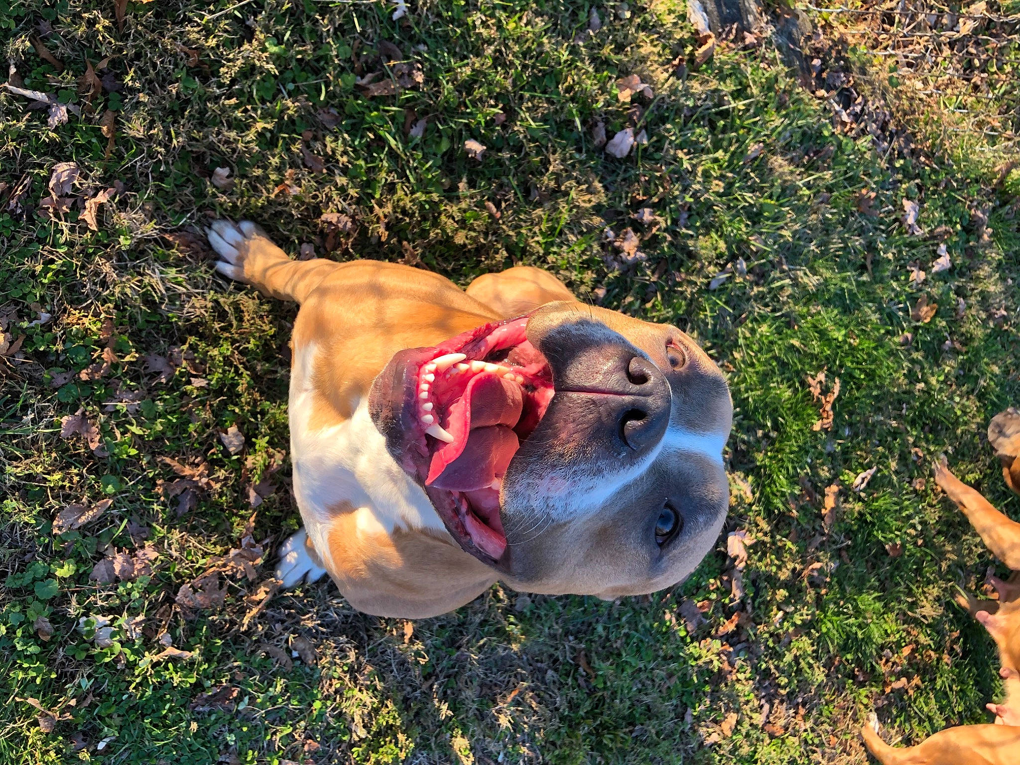 Jax joined the competition — help win amazing prizes! barechested, canidae, fawn, flesh, fun, grass, grass_family, happy, human_leg, landscape, lawn, leisure, people_in_nature, recreation, rock, shadow, soil, sporting_group, tail, tree