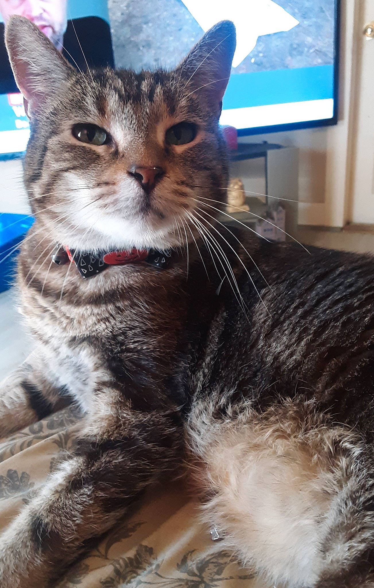 Bean joined the competition — help win amazing prizes! cable_television, carnivore, cat, claw, collar, comfort, domestic_short_haired_cat, felidae, fur, led_backlit_lcd_display, paw, picture_frame, sitting, small_to_medium_sized_cats, snout, tail, television, tree, whiskers, window