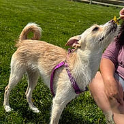 Ava is registered to the contest to win money with this photo: dog, grass, flower, purple_harness, outdoor, sunny, person, hand, fence, green, pet, canine, sniffing, nature, curious, animal, daylight, fur, tail, leisure