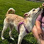 dog, grass, flower, purple_harness, outdoor, sunny, person, hand, fence, green, pet, canine, sniffing, nature, curious, animal, daylight, fur, tail, leisure