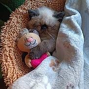 Attila a rejoint le concours — aidez-le/la à gagner de superbes lots ! kitten, sleeping, blanket, plush_toy, cozy, cute, fur, pet, resting, indoor, soft, brown, white, paw_prints, stuffed_animal, snuggling, closed_eyes, comfort, relaxation, home