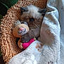 kitten, sleeping, blanket, plush_toy, cozy, cute, fur, pet, resting, indoor, soft, brown, white, paw_prints, stuffed_animal, snuggling, closed_eyes, comfort, relaxation, home