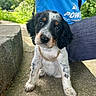 black_white_brown, blue_shirt, chain, close_up, concrete, cute, dog, greenery, jeans, nature, outdoor, person, pet, portrait, puppy, shadow, sidewalk, sitting, sunlight, young_dog
