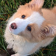 Astra a rejoint le concours — aidez-le/la à gagner de superbes lots ! adorable, animal, boot, cute, dog, ears, eyes, fluffy, fur, grass, looking_up, nature, nose, outdoor, paw, pet, puppy, tan, white, young