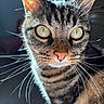 cat, tabby, close_up, whiskers, fur, eyes, animal, pet, domestic_cat, face, portrait, curious, striped, mammal, indoor, feline, cute, looking, soft_light, reflection