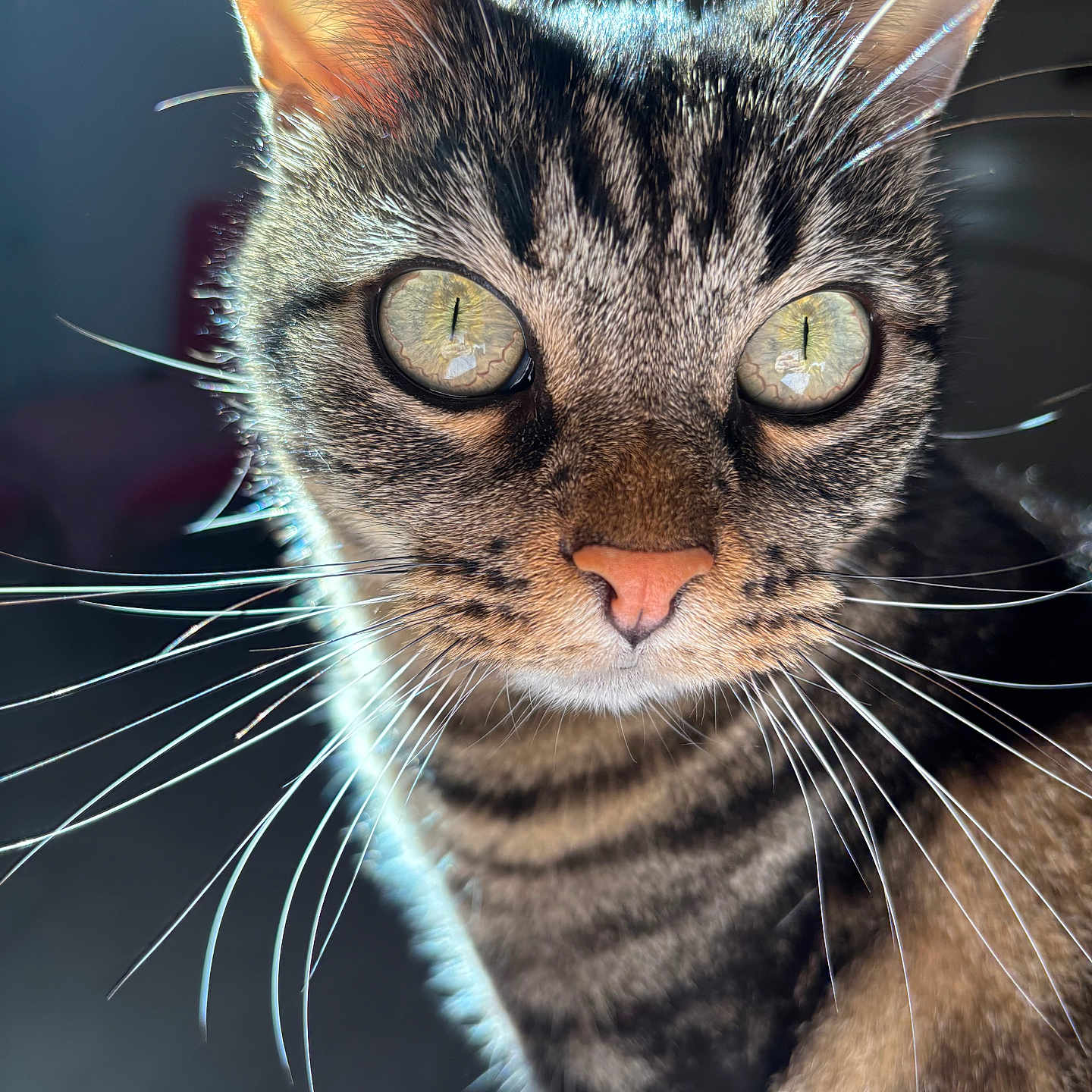 Moana participe au concours pour gagner de l'argent avec cette photo : cat, tabby, close_up, whiskers, fur, eyes, animal, pet, domestic_cat, face, portrait, curious, striped, mammal, indoor, feline, cute, looking, soft_light, reflection