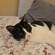 Oreo joined the competition — help win amazing prizes! cat, black_and_white, feline, pet, animal, face, eyes, whiskers, pink_nose, ears, lying_down, relaxed, bed, bedroom, floral_bedding, pillow, indoor, portrait, close_up, cute