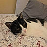 cat, black_and_white, feline, pet, animal, face, eyes, whiskers, pink_nose, ears, lying_down, relaxed, bed, bedroom, floral_bedding, pillow, indoor, portrait, close_up, cute