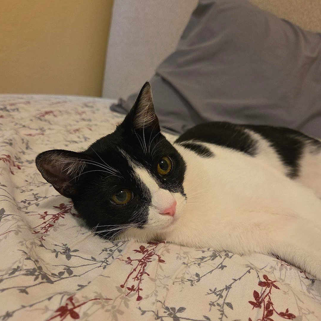 Oreo