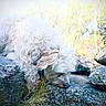 dog, white_dog, curly_fur, sniffing, rocks, grass, outdoor, nature, trees, sunlight, pet, animal, fur, daylight, close_up, exploring, canine, mammal, walk, adventure