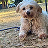 dog, white_dog, fluffy_dog, outdoor, grass, dry_grass, leash, collar, pet, animal, nature, tree, car, daylight, canine, resting, close_up, fur, paw, ground