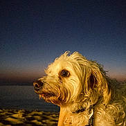 Max participe au concours pour gagner de l'argent avec cette photo : dog, pet, beach, twilight, sunset, sky, sand, fur, collar, leash, hand, outdoor, animal, portrait, curious, warm_light, nature, evening, canine, closeup