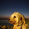 dog, pet, beach, twilight, sunset, sky, sand, fur, collar, leash, hand, outdoor, animal, portrait, curious, warm_light, nature, evening, canine, closeup