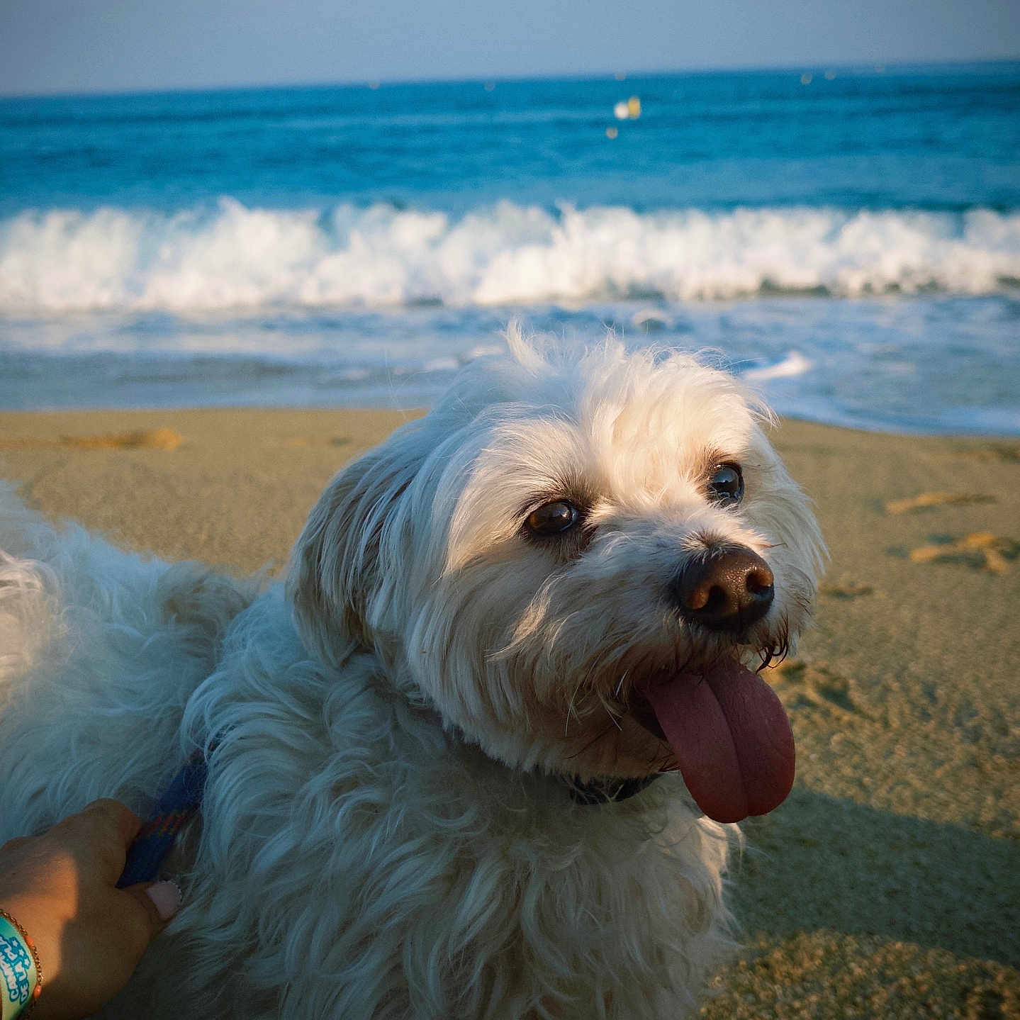 Max