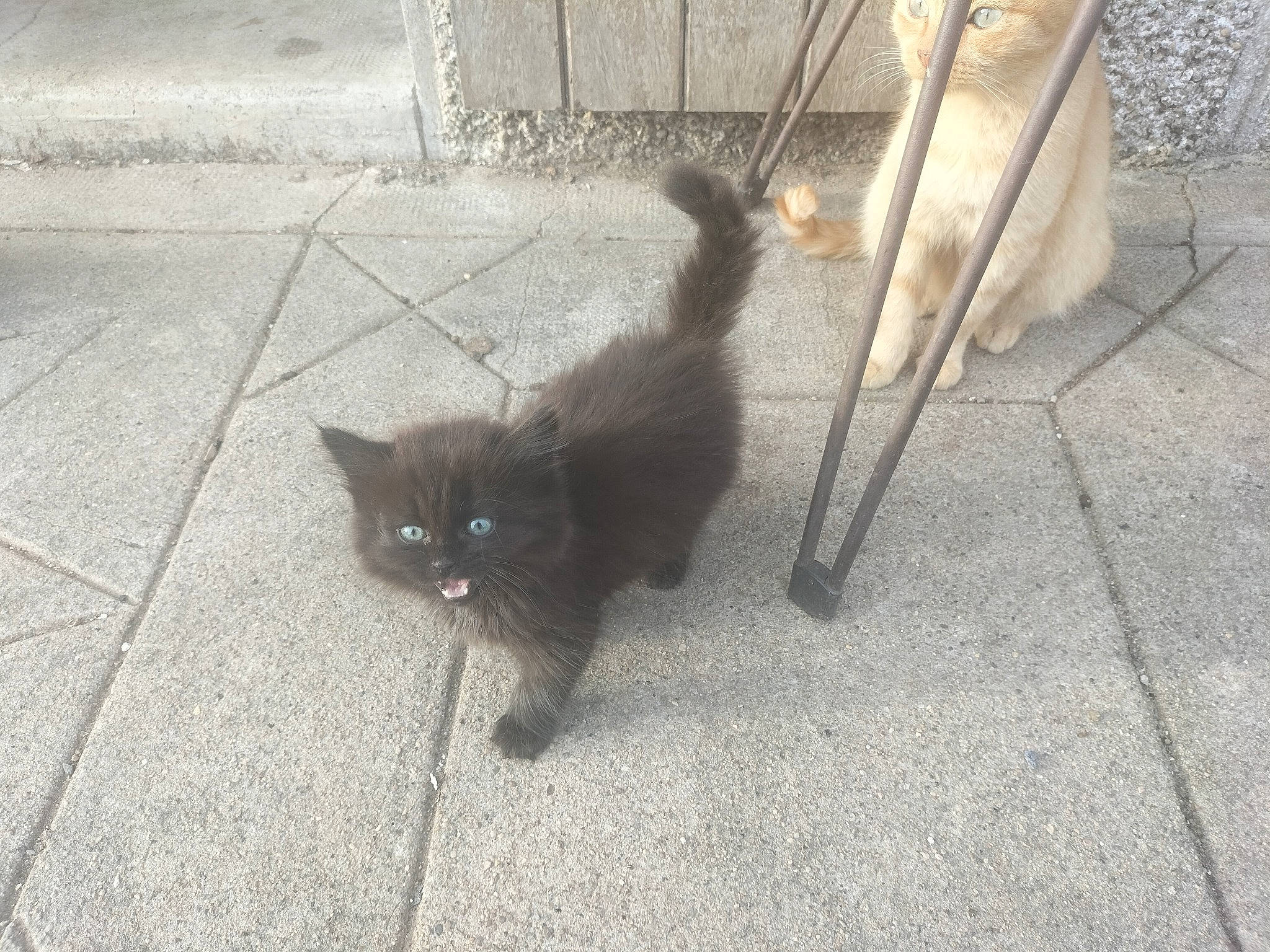 Atila a rejoint le concours — aidez-le/la à gagner de superbes lots ! asphalt, black_cat, bombay, carnivore, cat, domestic_short_haired_cat, felidae, floor, flooring, fur, grey, mammal, road, road_surface, shadow, sidewalk, small_to_medium_sized_cats, tail, vertebrate, whiskers