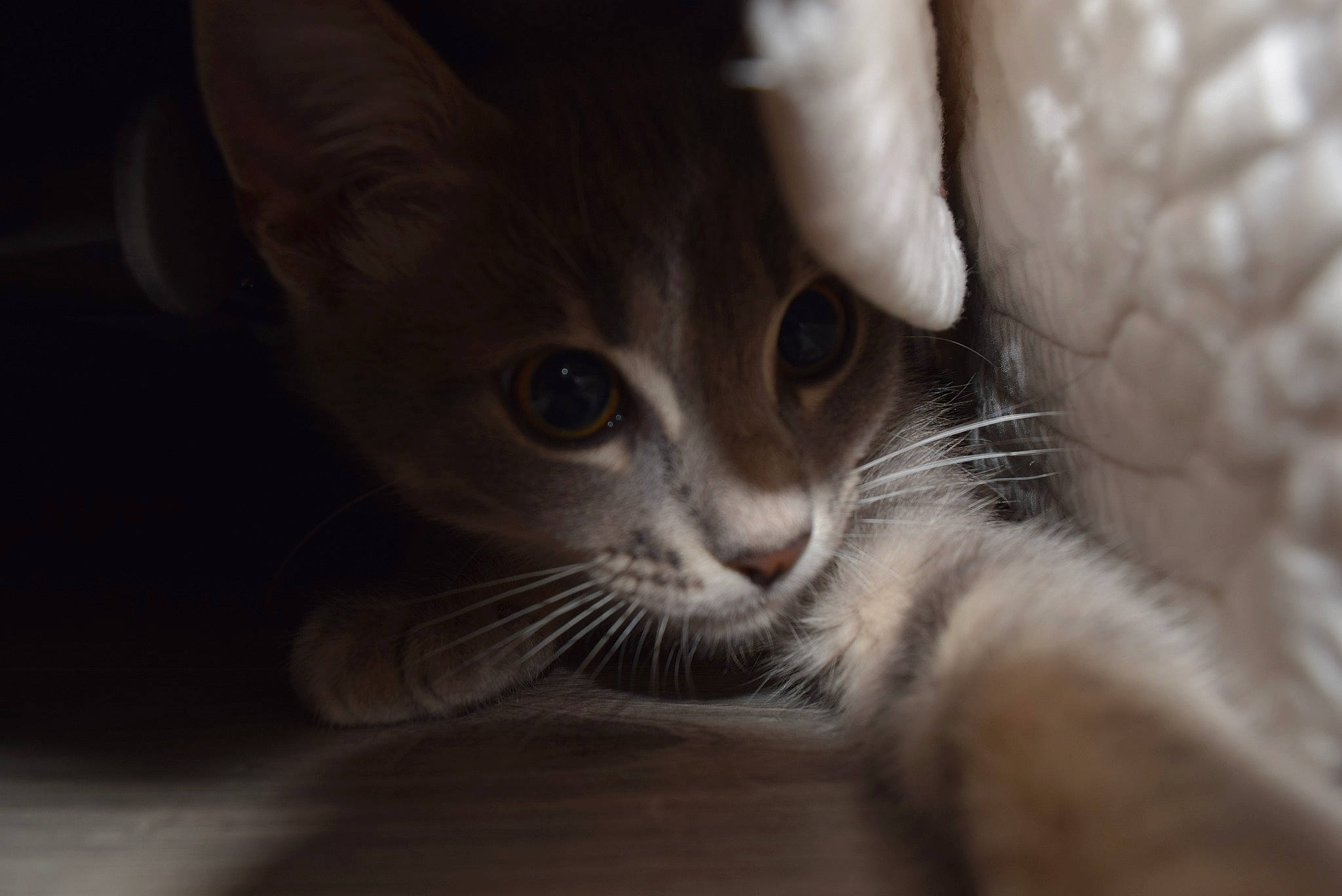 Teïki participe au concours pour gagner de l'argent avec cette photo : carnivore, cat, claw, comfort, darkness, domestic_short_haired_cat, ear, fawn, felidae, fur, gesture, grey, macro_photography, paw, small_to_medium_sized_cats, snout, terrestrial_animal, whiskers, wildlife, window