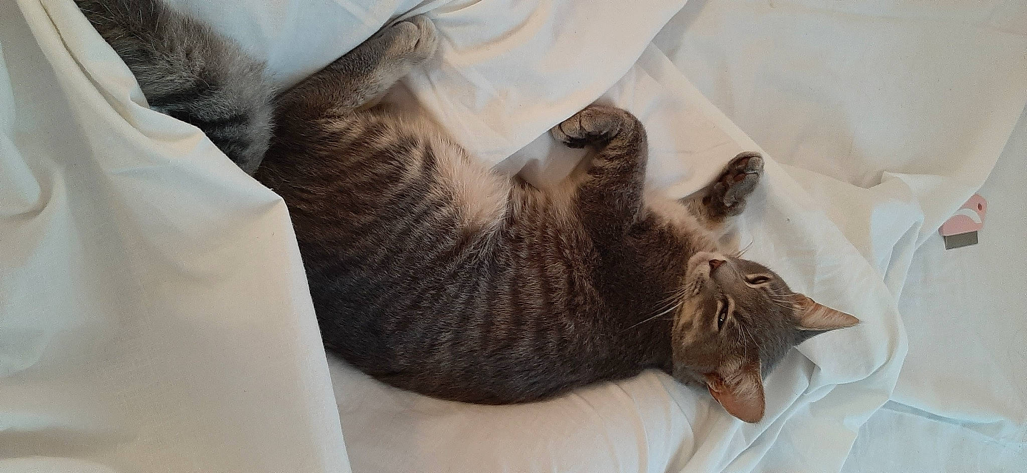 Teïki a rejoint le concours — aidez-le/la à gagner de superbes lots ! bed, carnivore, cat, claw, comfort, couch, domestic_short_haired_cat, ear, felidae, fur, gesture, grey, linens, nap, paw, room, small_to_medium_sized_cats, snout, tail, whiskers