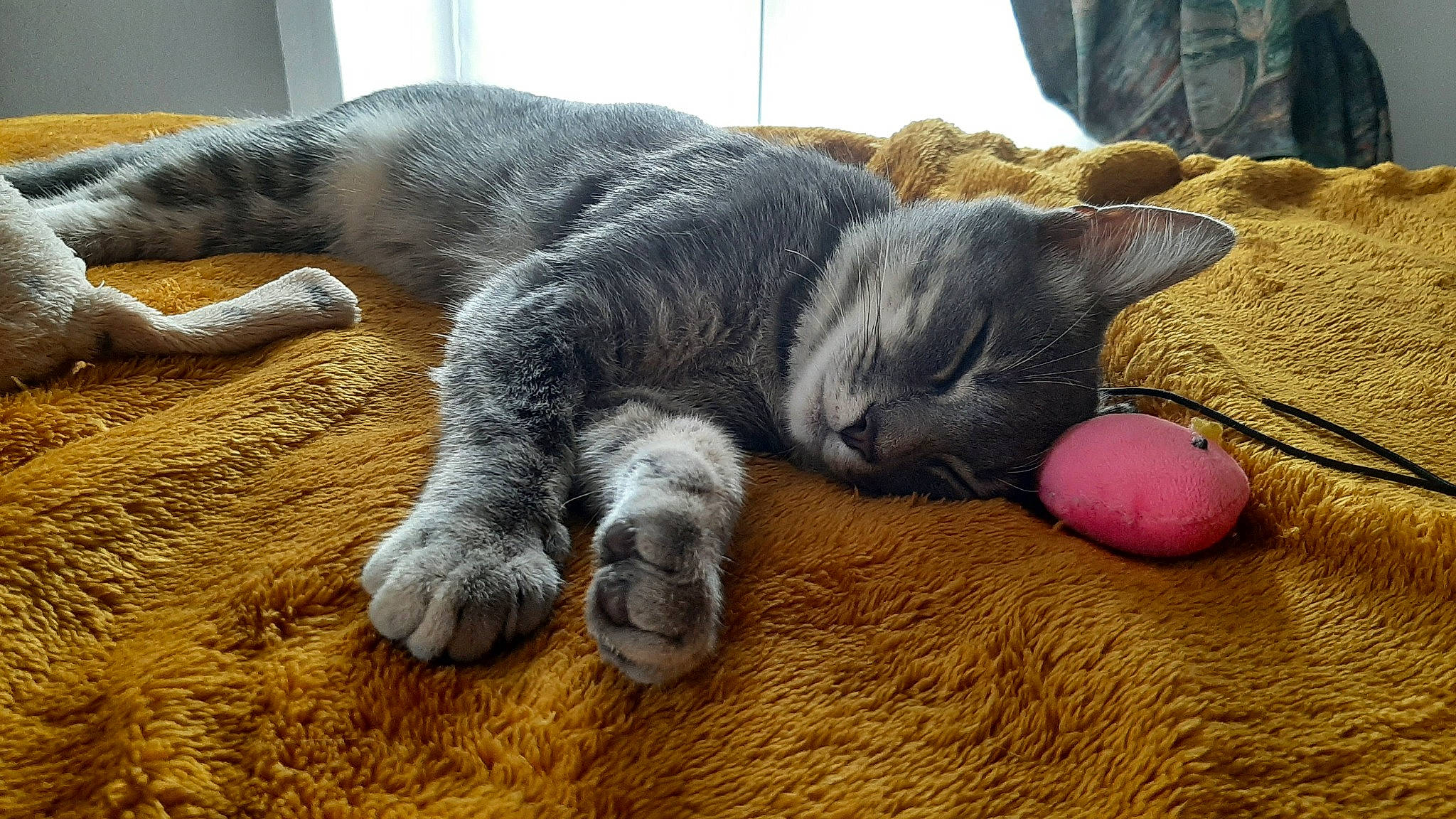 Teïki a rejoint le concours — aidez-le/la à gagner de superbes lots ! carnivore, cat, cat_toy, claw, comfort, domestic_short_haired_cat, fawn, felidae, flooring, foot, fur, grey, nap, paw, small_to_medium_sized_cats, snout, tail, terrestrial_animal, whiskers, wood