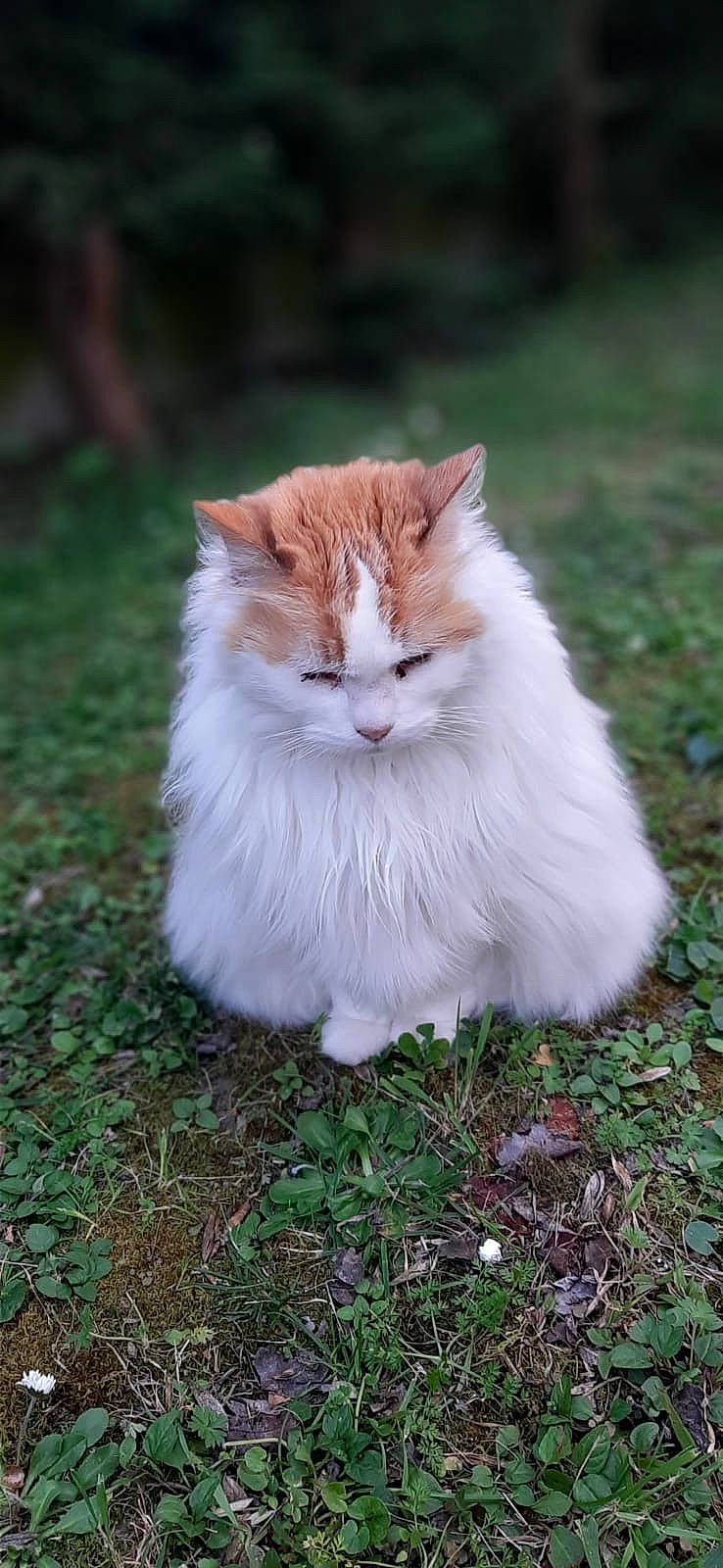 Baia a rejoint le concours — aidez-le/la à gagner de superbes lots ! art, carnivore, cat, eye, fawn, felidae, fur, grass, groundcover, herbaceous_plant, plant, sitting, small_to_medium_sized_cats, snout, tail, terrestrial_animal, whiskers, wildlife, wood