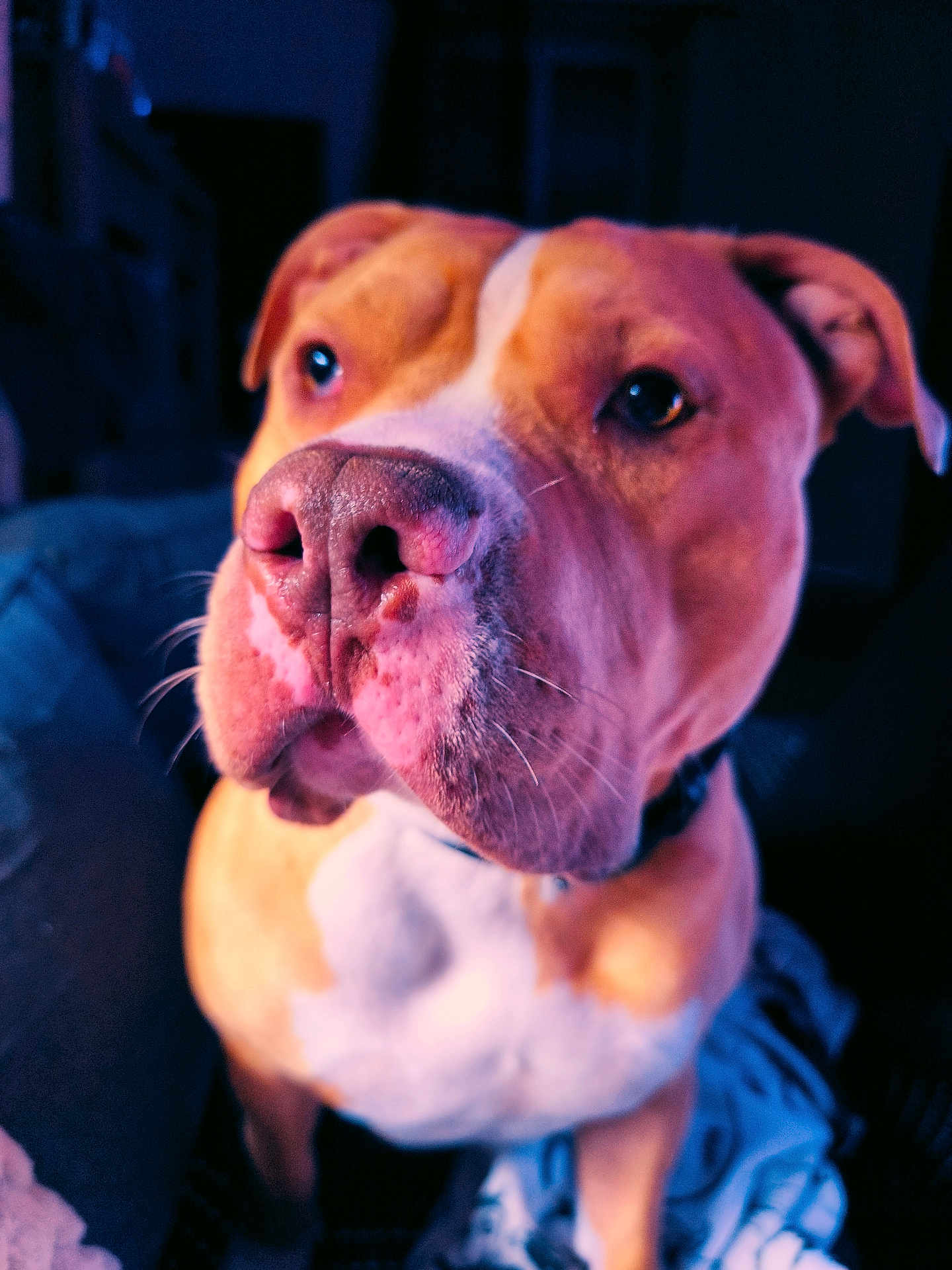 Falko a rejoint le concours — aidez-le/la à gagner de superbes lots ! animal, background_blur, brown, canine, close_up, collar, dog, ears, fur, indoor, looking_away, muzzle, nose, pet, portrait, seated, soft_lighting, texture, whiskers, white