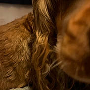 Coco is registered to the contest to win money with this photo: dog, brown_fur, close_up, blurry, pet, animal, fur, canine, indoor, long_hair, muzzle, snout, whiskers, companion, domestic_animal, cute, furry, close_range, soft_texture, curly_fur