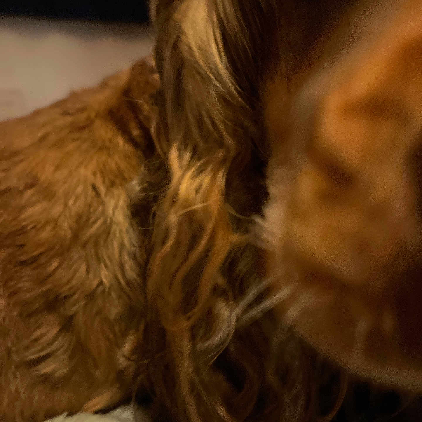 Coco is registered to the contest to win money with this photo: animal, blurry, brown_fur, canine, close_range, close_up, companion, curly_fur, cute, dog, domestic_animal, fur, furry, indoor, long_hair, muzzle, pet, snout, soft_texture, whiskers