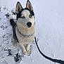 dog, husky, blue_eyes, snow, leash, paw_prints, sitting, winter, portrait, outdoor, fur, pointy_ears, muzzle, attentive, pet, canine, collar, chain, white_background, footprints